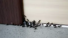 How to get rid of ants in your kitchen fast with this simple 14-day plan