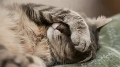 Cat sleeping with a paw over the face? 7 surprising meanings behind this cute habit